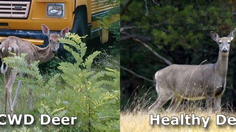 More cases of chronic wasting disease found during deer hunt