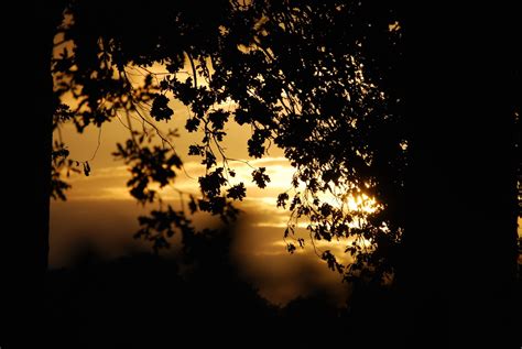 Leaves, Darkness, Shadow, Sunset, Tree, tree, tranquil scene free image ...