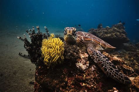 Cómo Se Reproducen Las Tortugas Marinas Yo Animal