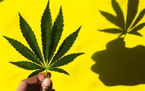 ¿qué Es Y Para Qué Sirve El Aceite De Cannabis El Informador