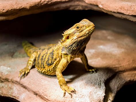 Past climate change drove the rapid evolution of reptiles - Earth.com