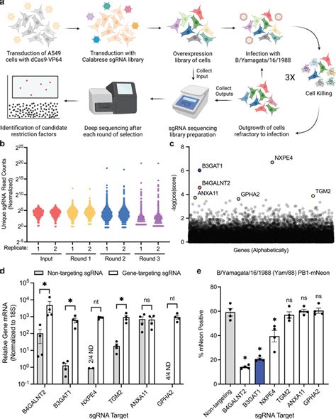 A Genome Wide CRISPR Activation Screen Identifies Restriction Factors