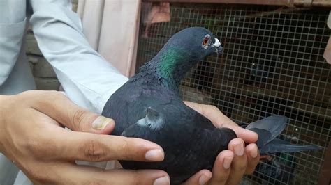 Big Nose Black Diamond Racing Pigeon Racing Pigeons Pakistan YouTube