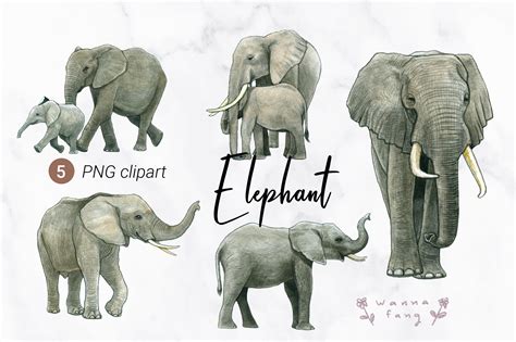 Elephant Watercolor Clipart, PNG Graphic by Wannafang · Creative Fabrica