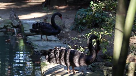 Beautiful Black Swan Preening Its Feathers In The Park Stock Footage