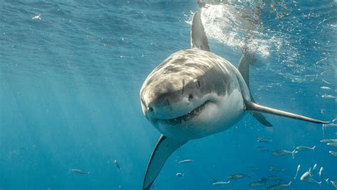 We Just Found Out Great White Sharks Might Have Best Friends | IFLScience