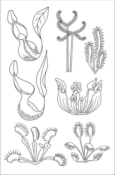 Dibujos De Plantas Carnivoras Para Colorear Vsun