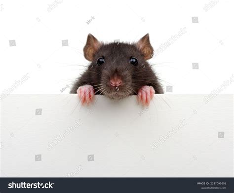 Funny Rat Photos, Images & Pictures | Shutterstock