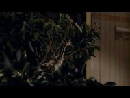 The Tree Nude Pics Page 1