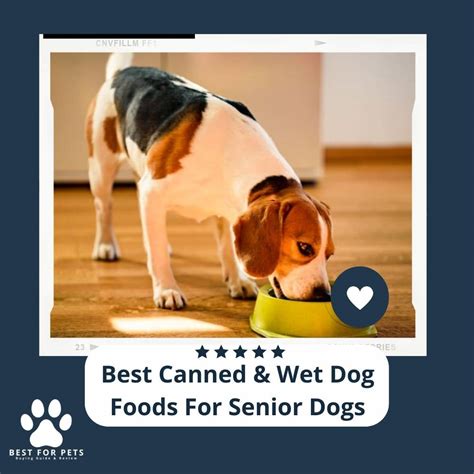 The 10 Best Canned & Wet Dog Foods For Senior Dogs of 2023