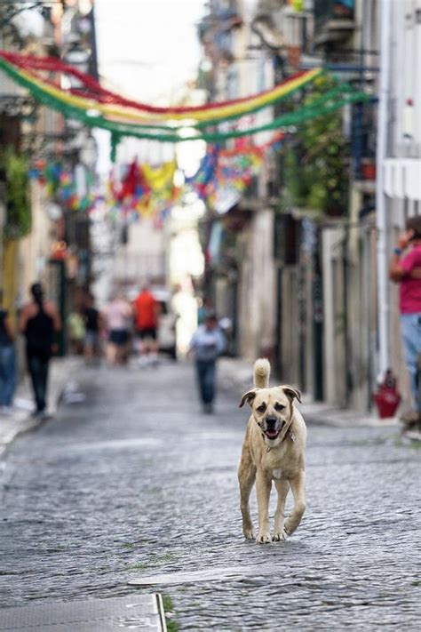 Streets Of Barrio Alto Photograph by Ainara Garcia Azpiazu - Fine Art America