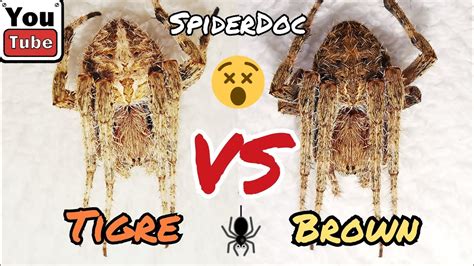 GENSAN SPIDER FIGHT Tigre Vs Brown TM Gaming Fast Fight YouTube