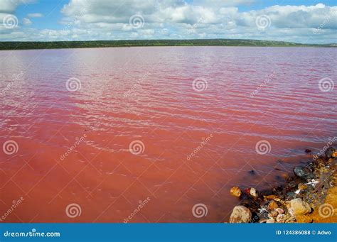 Hutt Lagoon Pink Lake stock photo. Image of western - 124386088