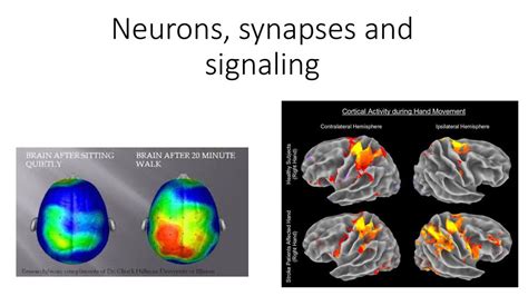 Neurons Synapses And Signaling Ppt Download