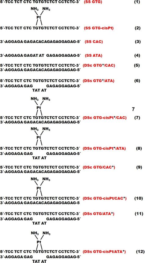 Sequences Of Oligonucleotides The Stranded Oligonucleotides Labeled Download Scientific