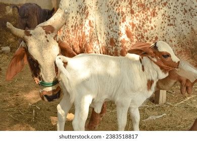 Pakistani Cow Images Stock Photos D Objects Vectors