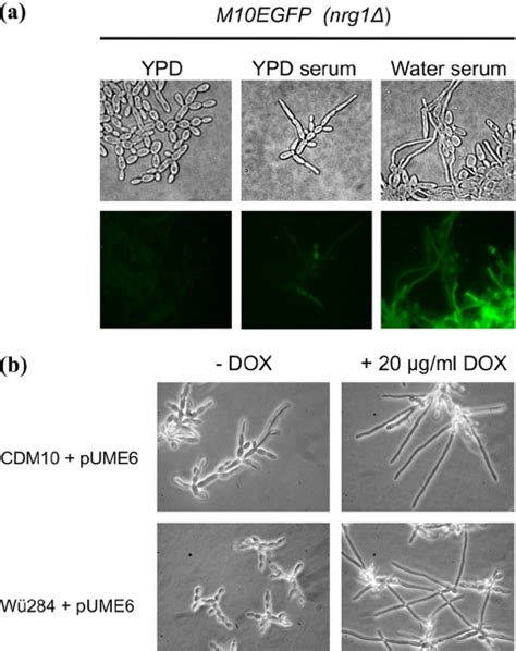 A Photomicrographs Showing Morphology Of A Derivative Of The C Download Scientific Diagram