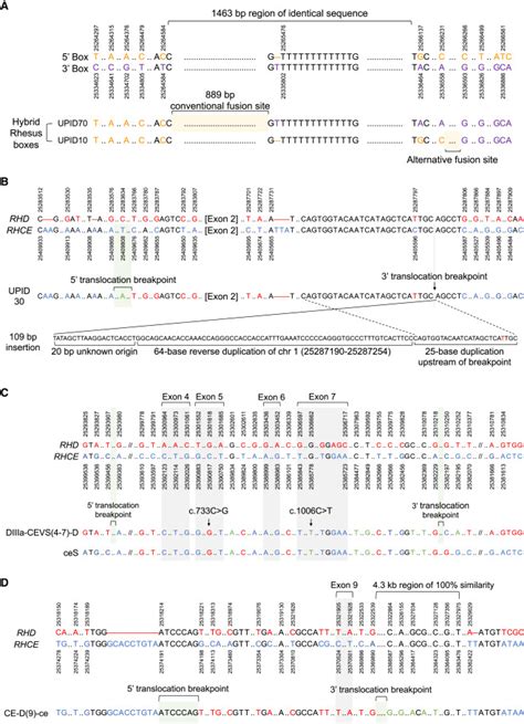 Accurate Long Read Sequencing Allows Assembly Of The Duplicated RHD And