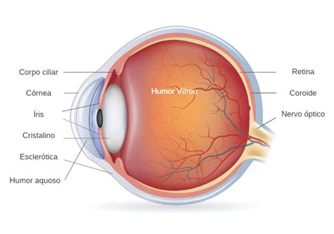 Anatomia e estrutura do olho humano e suas funções Educar Saúde