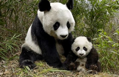 Mutter Und Baby Pandas Die Mutterliebe Im Tierreich Schöne Bilder Und