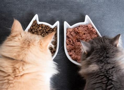 Wet vs. Dry Cat Food, or Both? | PetMD