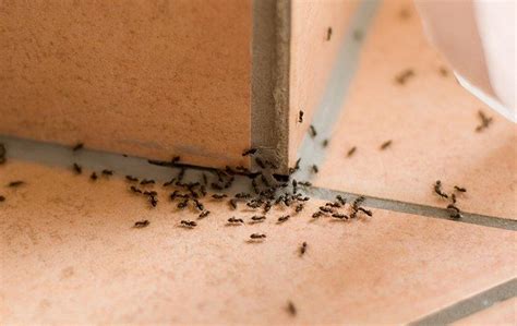 A Complete Guide To Total Ant Elimination In Aiken