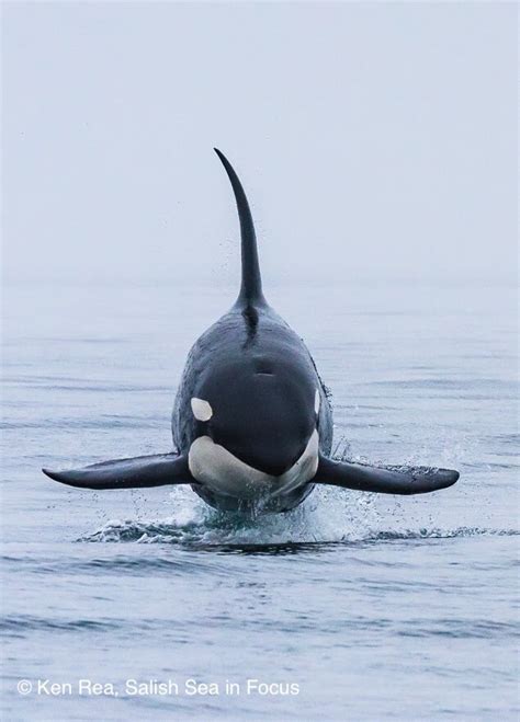 Transient Killer Whale Facts — Seadoc Society