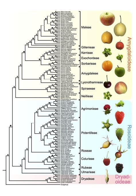 A Summary Of Rosaceae Phylogeny And Rosaceae Fruit Morphologies On The