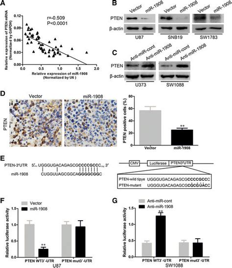 Pten Is A Direct Target Of Mir A Correlation Of Mir