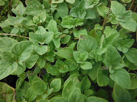 Origanum Vulgare Oregano Richard Lyons Nursery Inc