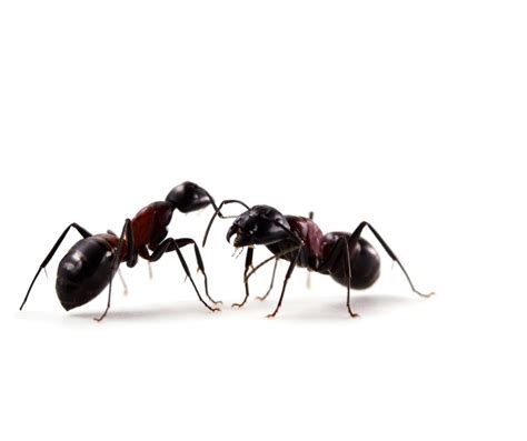 Odorous House Ant James River Pest Solutions