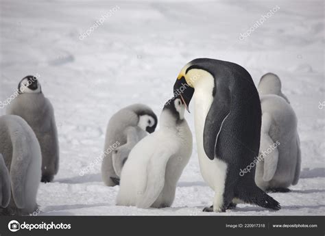 Emperor Penguin Feeding Chick