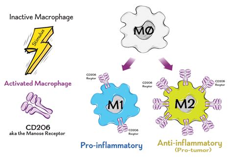 Our Approach :: Macrophage Therapeutics, Inc.