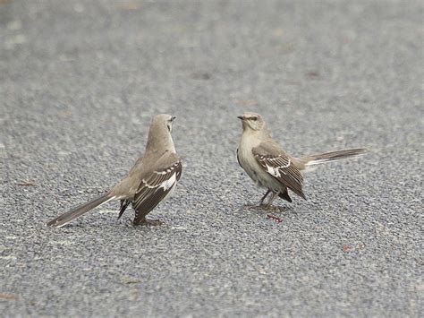 Northern Mockingbird Ebird