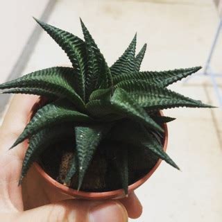 มาเวยนเขยว Haworthia limifolia Shopee Thailand