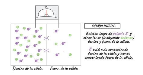 Potenciales De Membrana Incluir Iones