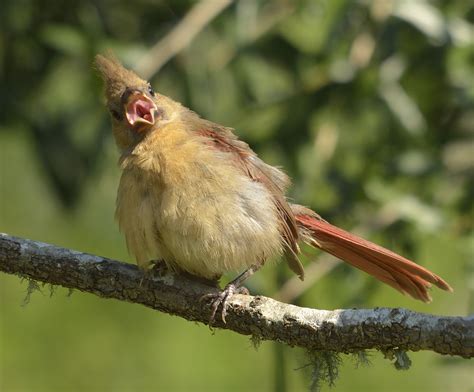 Hot Birds Volusia Naturalist