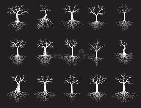 Set Of White Naked Trees On Black Background Vector Illustration And