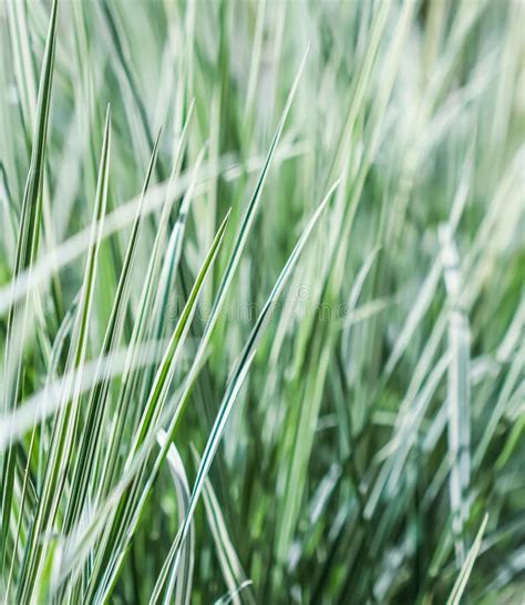 Decorative Green And White Striped Grass Arrhenatherum Elatius Bulbosum Variegatum Natural