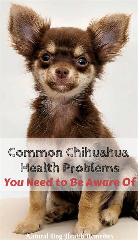 Do Chihuahuas Suffer From Seizures