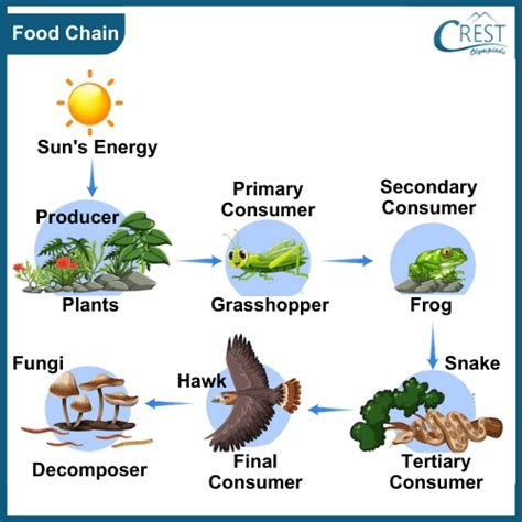 Food Chain Food Web And Life Cycle Class Notes Science Olympiad