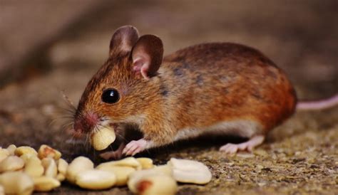 images gratuites souris en bois chat cachette rongeur mammifere