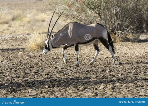 Gemsbok Or Gemsbuck Oryx Gazella Kalahari Northern Cape South Africa