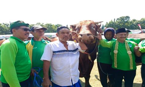 Sapi Milik Warga Situbondo Ini Juarai Kontes Ternak Yang Digelar Pemkab