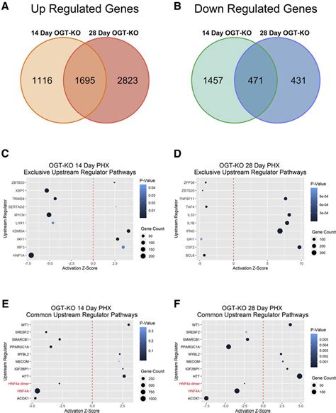 Ipa Of Rna Seq Data From 14 And 28 Days After Phx Revealed Decrease Download Scientific Diagram