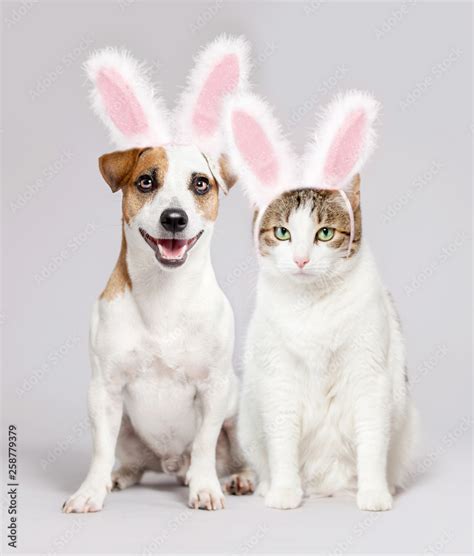 Cat and dog wearing Easter bunny ears peeking out Stock Photo | Adobe Stock