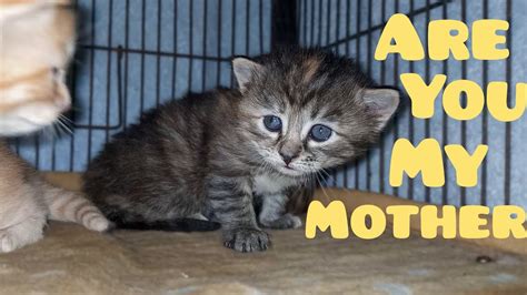 Tiny Kittens Meowing for Mother Cat - YouTube