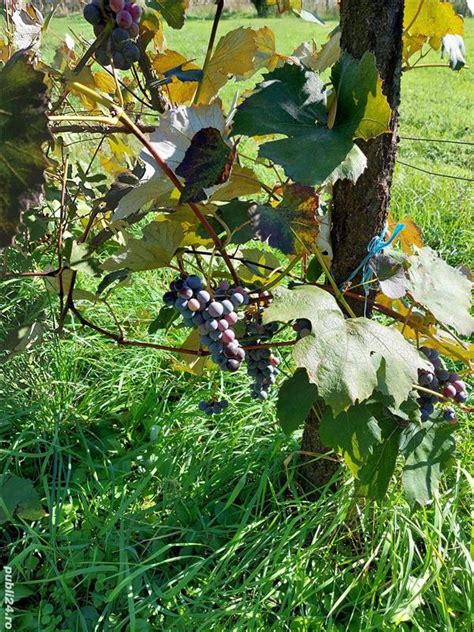 Vind Sau Schimb Teren Arii Cu Garsoniera Satu Mare Romimo Ro