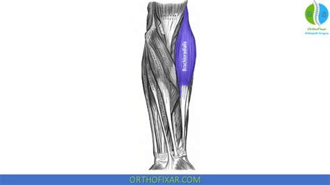 Brachioradialis Muscle OrthoFixar 2025