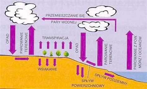 Woda I Powietrze Rola W Przyrodzie Oddzia Ywania W Przyrodzie Bryk Pl